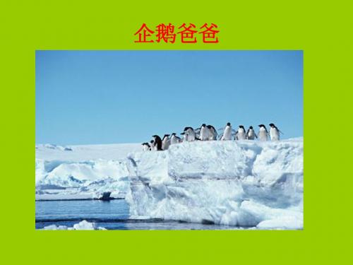 《企鹅爸爸PPT课件》