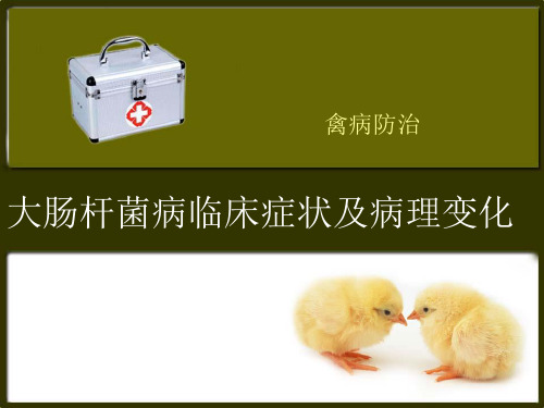 临床症状及病理变化1大肠杆菌性败血症