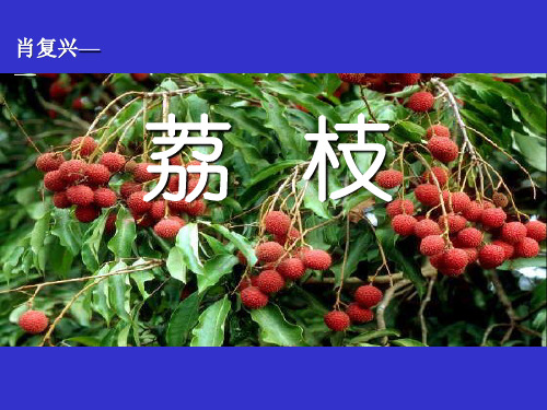 六年级语文上册《荔枝》 (2)