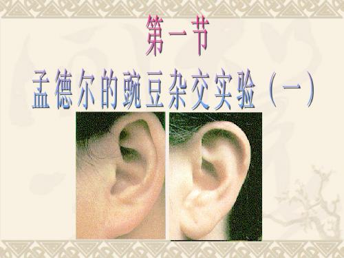 第一讲分离定律