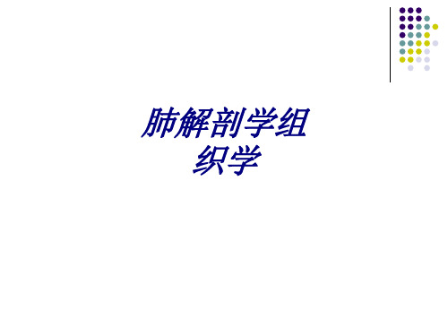 肺解剖学组织学讲义