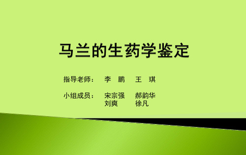 马兰的生药学鉴定