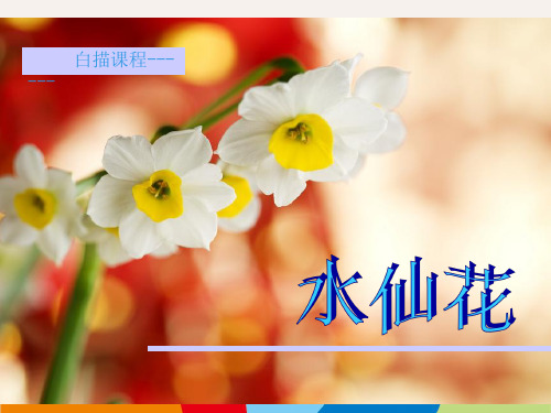 美术教案课件—水仙花