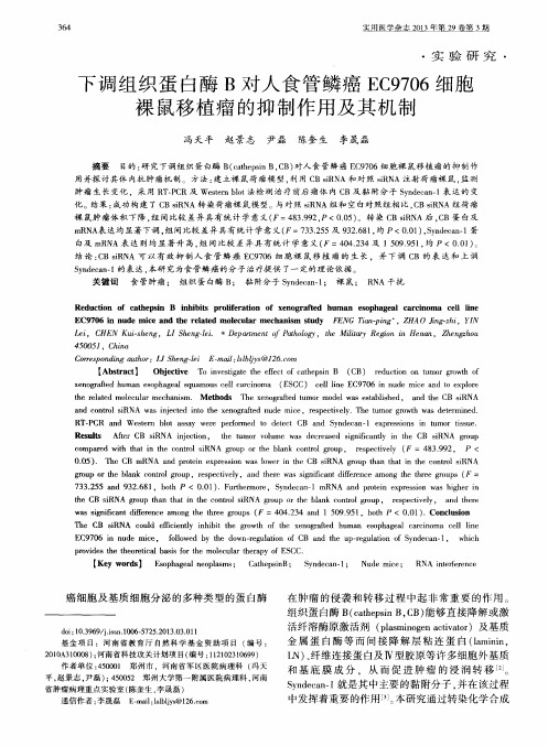 下调组织蛋白酶B对人食管鳞癌EC9706细胞裸鼠移植瘤的抑制作用及其机制