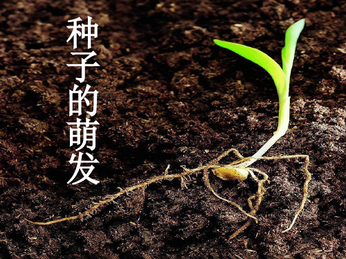 【教科版】种子的萌发课文分析1