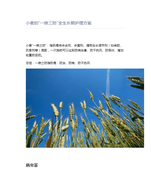 【农业】小麦的“一喷三防”全生长期护理方案