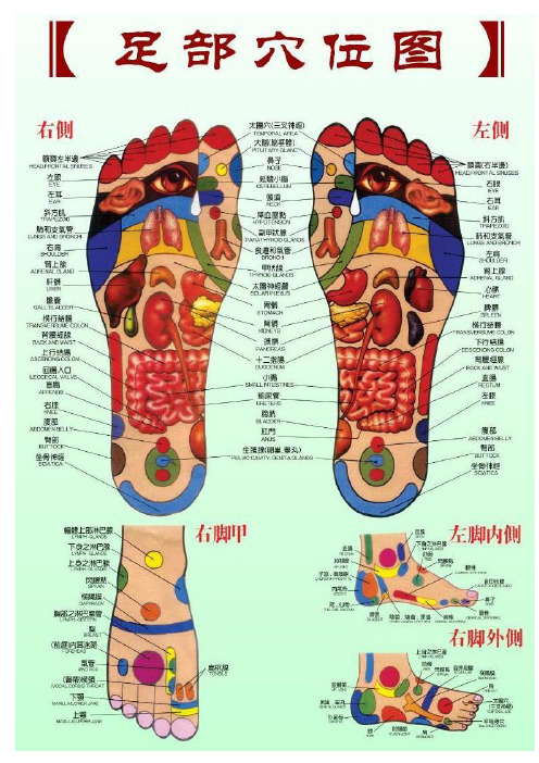 足部穴位图