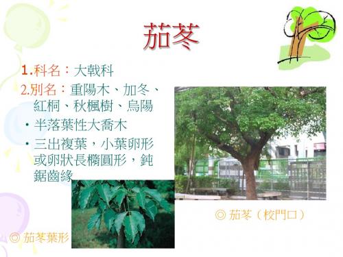 1科名大戟科.