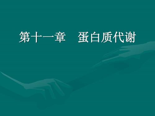 蛋白质代谢(郑集)
