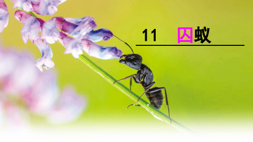 囚蚁