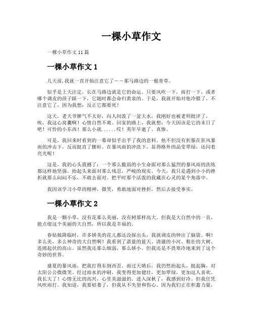 一棵小草作文