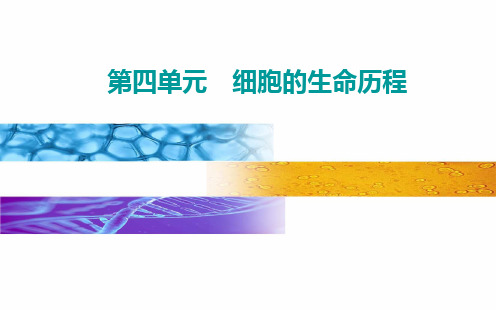 第四单元 第三讲 细胞的分化、衰老、凋亡和癌变-高考总复习生物课件