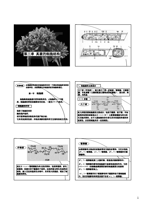 3-真菌的细胞结构