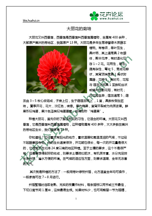 大丽花