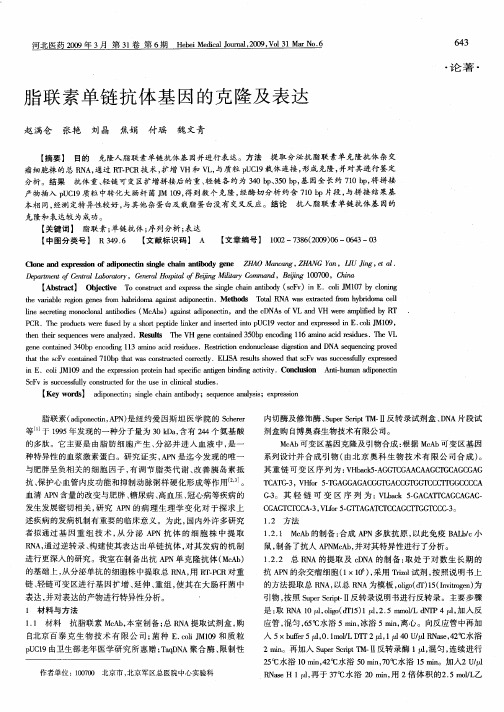 脂联素单链抗体基因的克隆及表达
