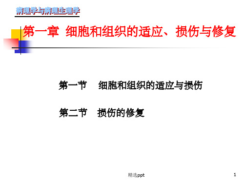《损伤与修复》PPT课件