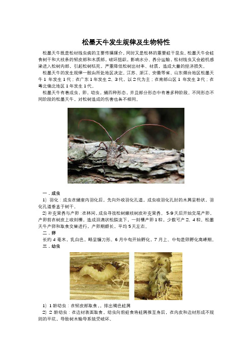 松墨天牛发生规律及生物特性(1)