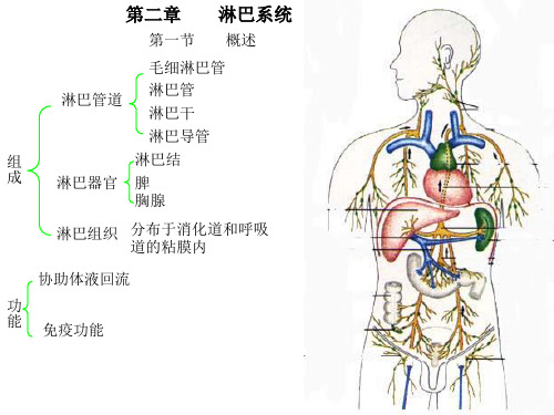 淋巴和内分泌系统
