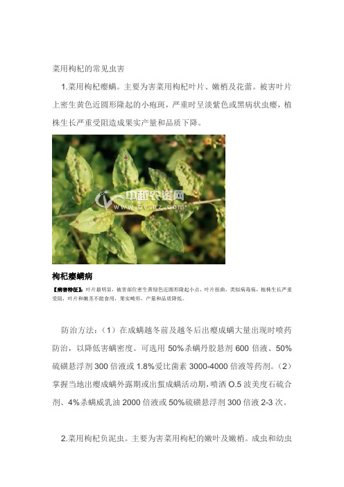 枸杞瘿螨的防治