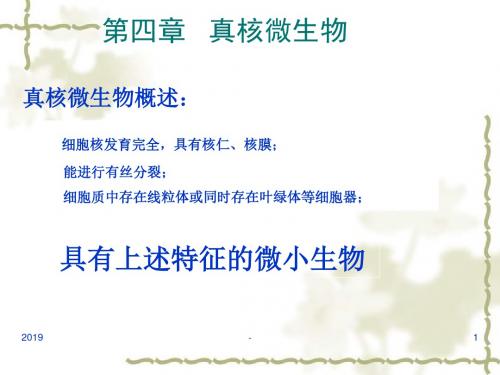 第三章真核微生物ppt课件