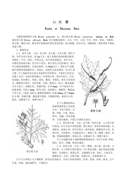 大黄的鉴别