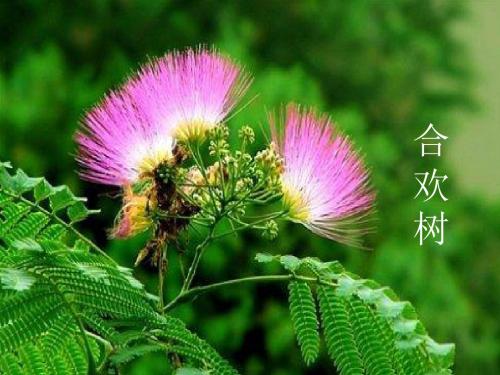 【高中语文】合欢树ppt精品课件32(说课)