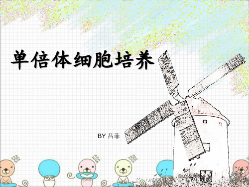 单倍体细胞培养