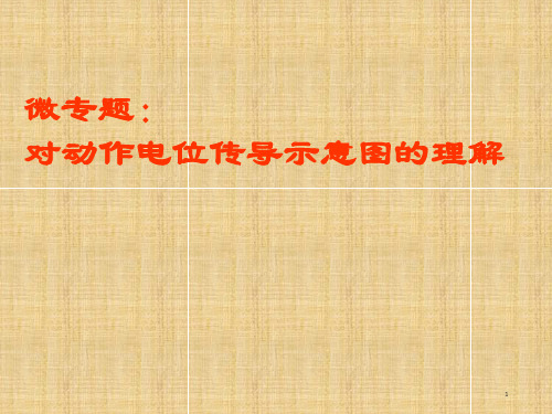 浙江省嘉兴市高三生物 微专题 动作电位传导示意图的理解复习公开课名师精编课件