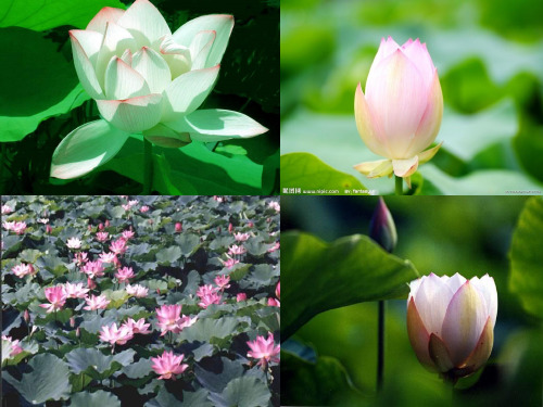《爱莲说》 (1)PPT课件
