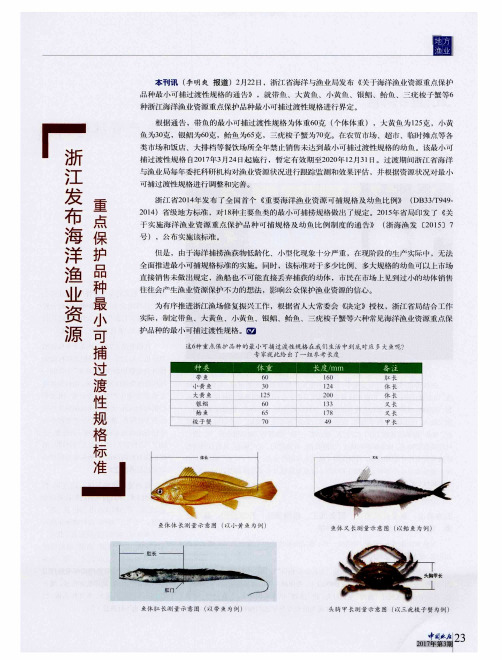 浙江发布海洋渔业资源重点保护品种最小可捕过渡性规格标准