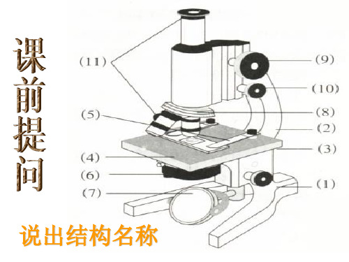 临时装片的制作 PPT课件
