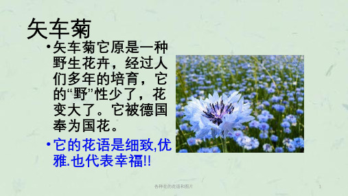 各种花的花语和图片课件
