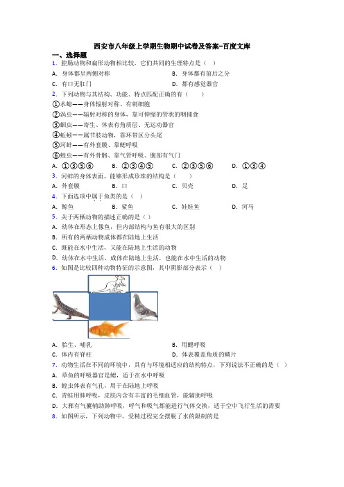 西安市八年级上学期生物期中试卷及答案-百度文库