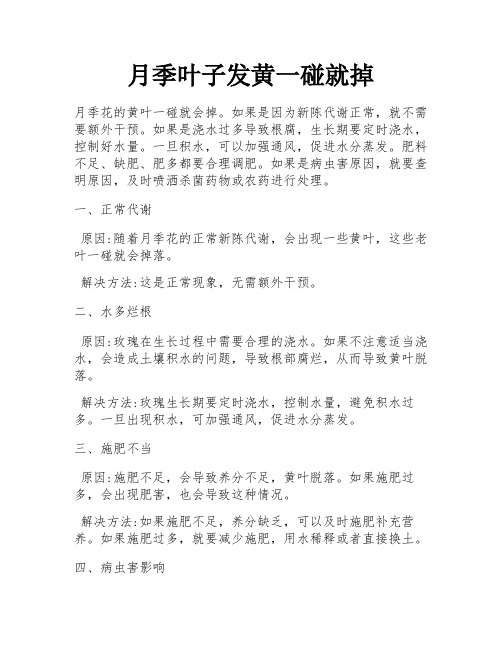 月季叶子发黄一碰就掉