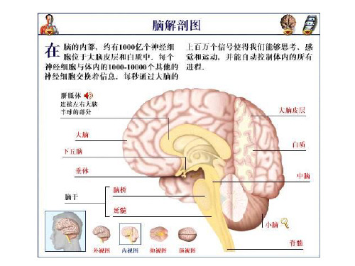 脑是人体最复杂最重要的