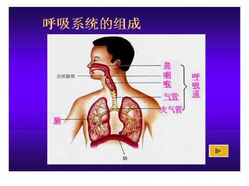 七年级生物下册 发生在肺内的气体交换课件 新人教版