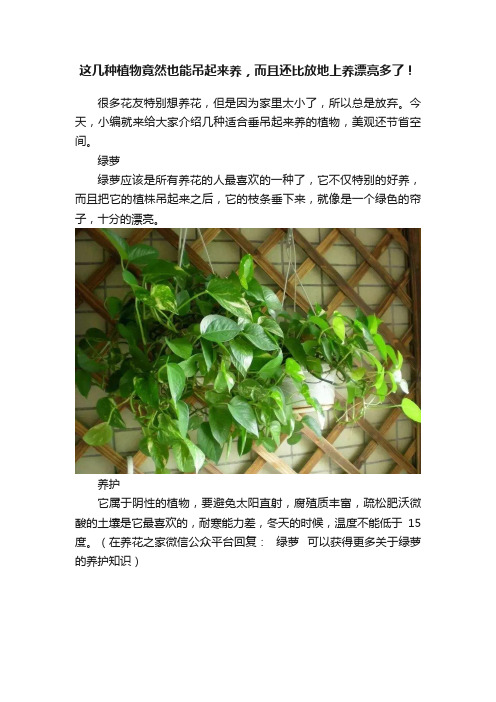 这几种植物竟然也能吊起来养，而且还比放地上养漂亮多了！