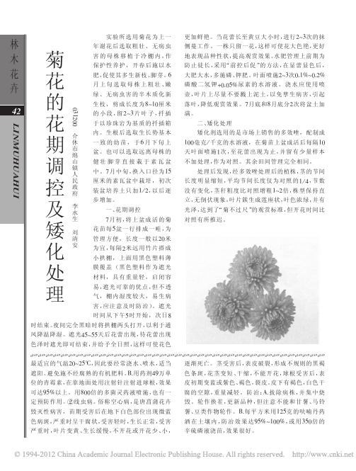 菊花的花期调控及矮化处理