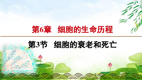 人教版高中生物必修一课件：6.3 细胞的衰老和死亡(新教材2020)(共18张PPT)精选优质 课件