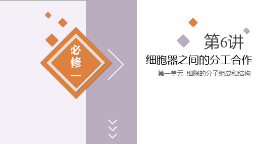 第06讲 细胞器之间的分工合作-高考生物一轮复习课件