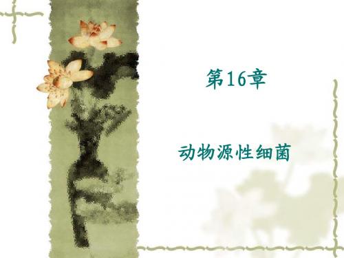 .动物源性细菌ppt