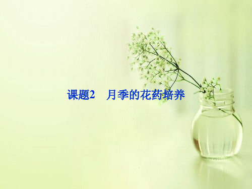月季的花药培养PPT教学课件