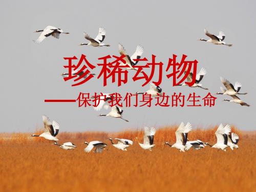 珍稀动物