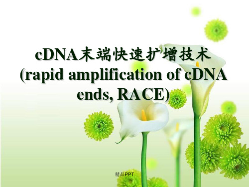 cDNA末端快速扩增技术RACE
