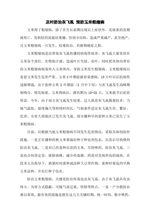 及时防治灰飞虱 预防玉米粗缩病