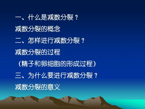 减数分裂