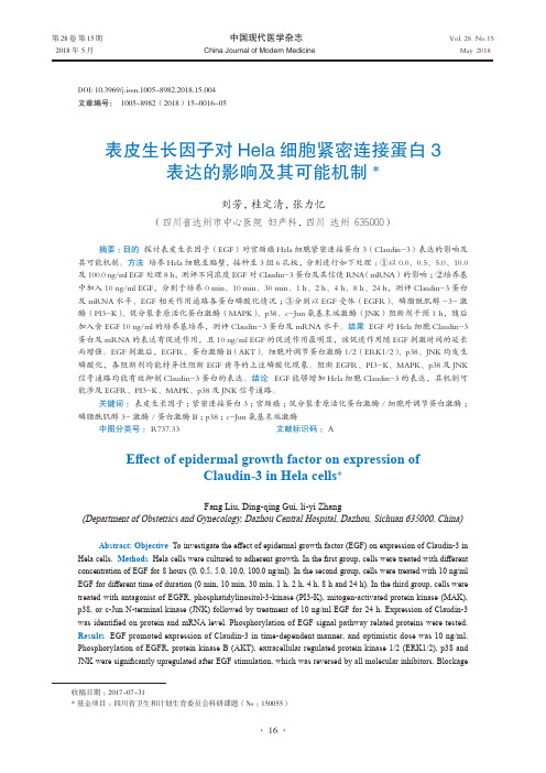 表皮生长因子对Hela细胞紧密连接蛋白3表达的影响及其可能机制