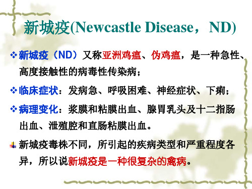 动物病毒学课件：新城疫