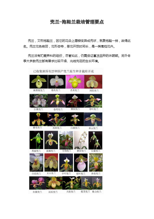 兜兰-拖鞋兰栽培管理要点