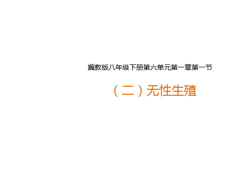 冀教版八年级生物下册6.1.1《被子植物的生殖(二)无性生殖》课件(共32张PPT)